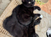 British shorthair kittens