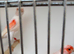 Mosaic canaries