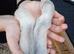 Semi - angora babies