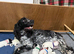Health tested KC Show Cocker Spaniel