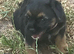Border Terrier