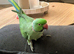 Male ringneck