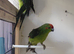 2 cock kakariki.