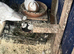 Iranian Pigeon