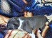 Pick of litter boy pup , £1200