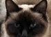 RAGDOLL X KITTEN