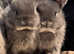 Beautiful 3/4 Netherland dwarf babies