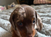 Miniature dachshund