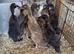 Indian runner ducks looking for new land.
