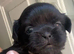 Two beautiful little boys shihzu pups