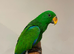 Stunning Baby Tame HandReared Eclectus Parrot