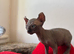 Canadian Sphynx cuddle bugs