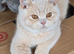cream british shorthair