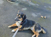 DOG FOR REHOMING