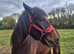 3 year old new forest cross