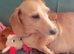 Dachshund