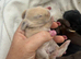 Newborn baby lops