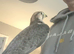 Lanner falcons