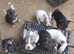 French bulldog puppies