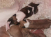 Ready to leave now 2 kc registered whippet pups