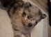 Beautiful tiny pomeranian pups
