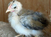 Perfect pets tiny seramas