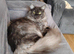 Full maine coon kitten