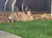 2 Mixed Breed Rabbits + Hutch and Small Run -