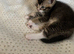 For Sale 4 Tabby kittens!