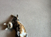Tom is Male cat for sale 2 years old
