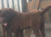 Chunky Chocolate Labrador cross Sheepdog pups