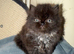 Golden shaded & solid brown Persian kitten