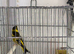 Himalayan greenfinch for sale
