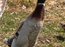 DRAKES IN DORSET