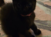 Beautiful kittens ready now