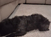 Yorkiepoo girl