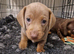 3 female minature dachshund puppies