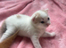 8 kittens for sale ready to go