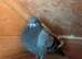 2 young birds