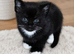 Lovely little kitten