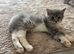 British Longhair Kittens
