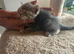 Sphinx mix kittens looking for a new home