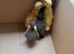 4 x ducks. Mixed breeds. Unsexed. £25 for all
