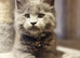 Stunning Maine Coon Kittens – Ready Now – £1000
