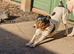 2x male parson jack russell