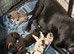 Great Dane X Mastiff Daniff Girls.