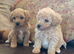 Fabulous poochon puppies