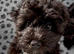 Fully DNA Health Tested F1 Maltipoo Puppies