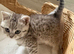 British shorthair kittens