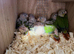 Beautiful baby pineapple conures ready by mid to end of October